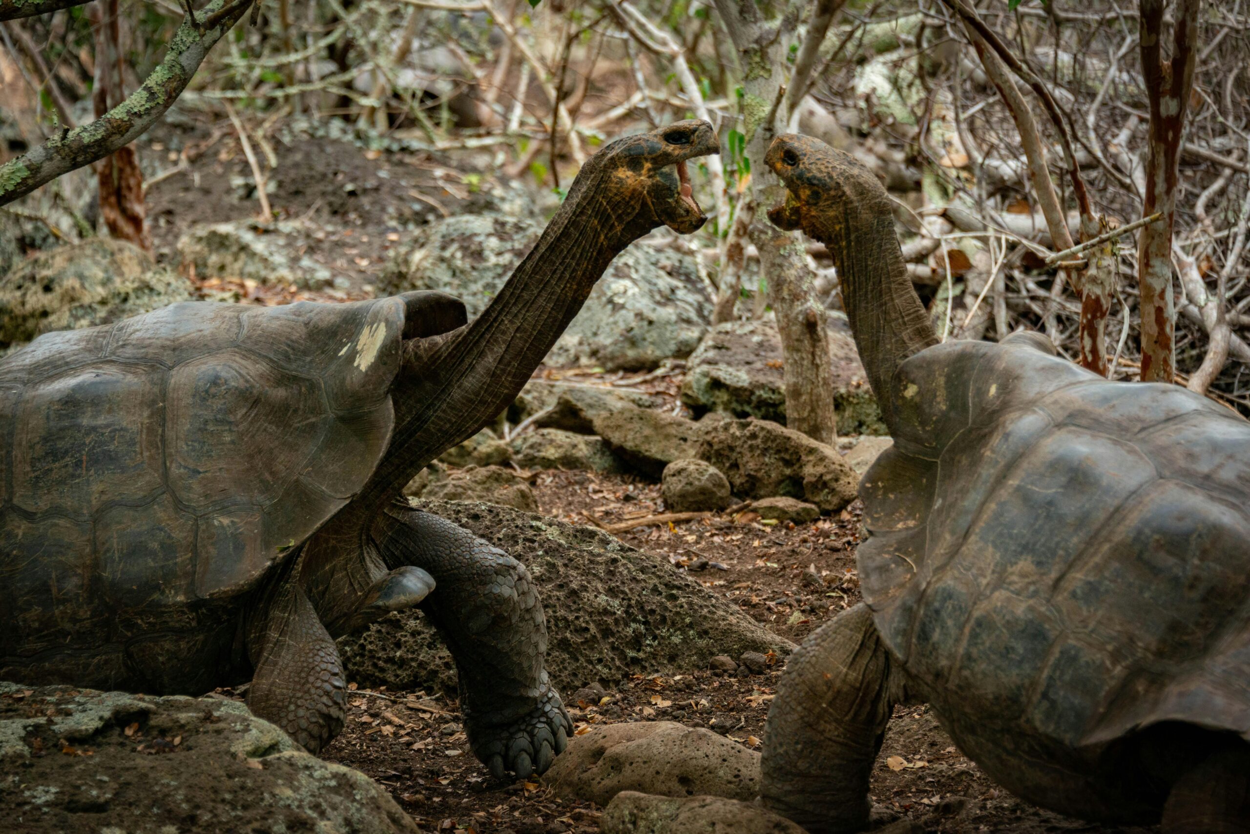 Galápagos Series: Preparing for the Galápagos Islands (Part 1/5)