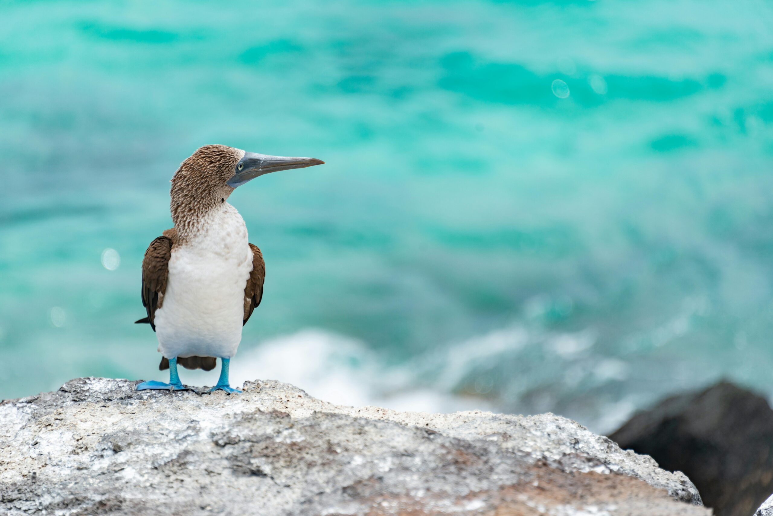 Galápagos Series: Why Vaccines for the Galapagos Islands Are Less Obvious Than You Think (2/5)