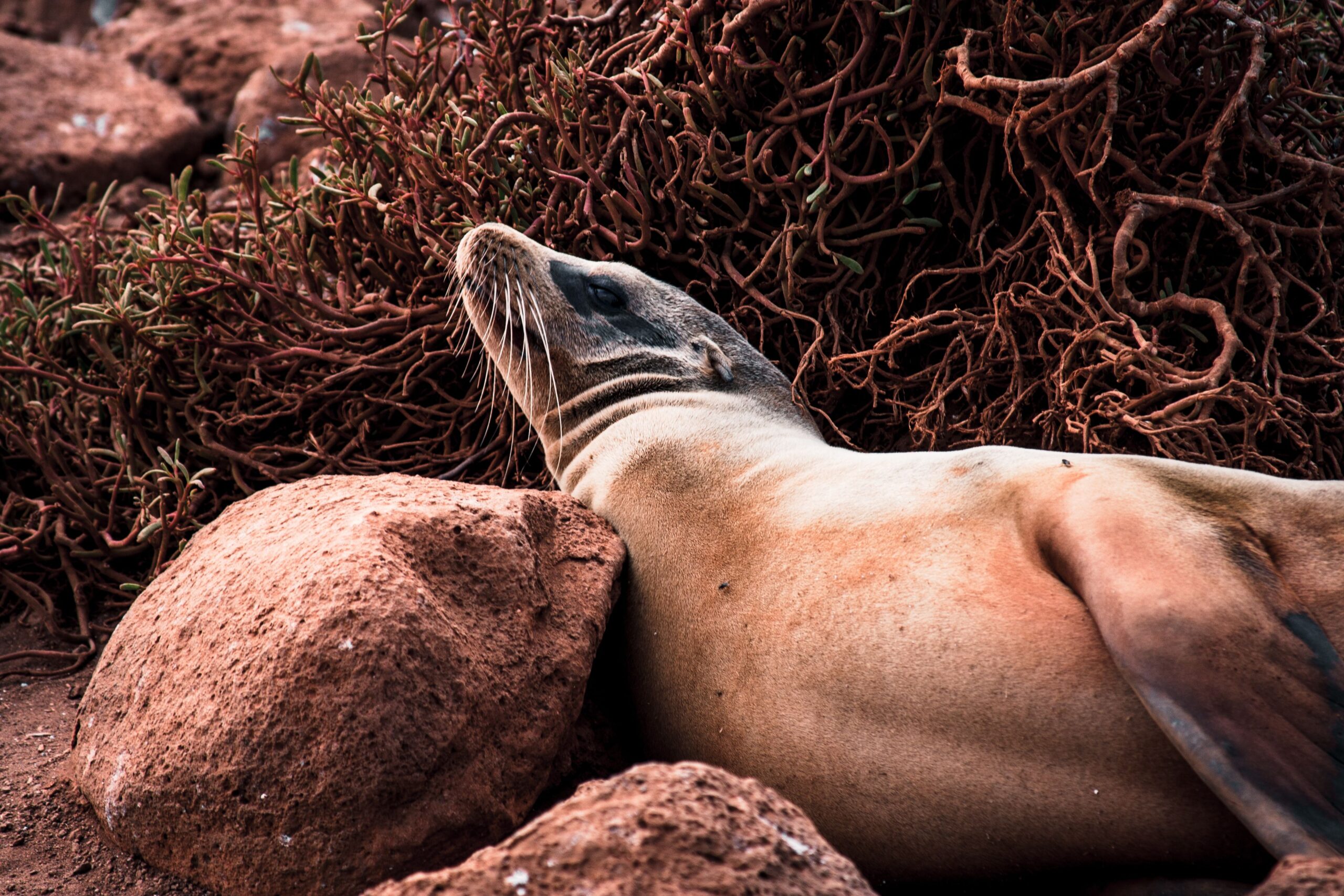 Galápagos Series: The Biggest Travel Health Risks Aren’t the Ones I Expected (3/4)